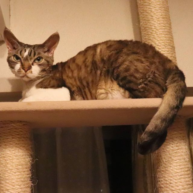 2021年8月4日(水) 今日のチョコくん🐈

こんばんは。今日もアップ遅くなってしまいました💦
チョコくん元気いっぱいです😺
キャットタワー最上段でまったりしているチョコくんのショットを(^_^)
#devonrex #デボンレックス
#sakuraquiet
