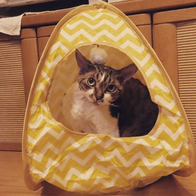 2021年8月7日(土) 今日のチョコくん🐈

おはようございます。
何かオリンピック期間仕事したり休んだり～(笑)
チョコくんは新しいおもちゃもしっかりチェックしてます～😺
吊り玉が気になるチョコくんのショットを(^_^)
#devonrex #デボンレックス
#sakuraquiet