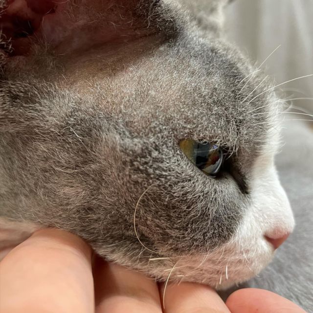…
横顔はどうにゃ❓

#デボンレックス 
#Devonrex
#シンガプーラ
#Singapura
#Singapuracat
#Devonrexcat
#Девонрекс
#sakuraquiet
#100_neko
#cat
#blackcat
#blueandwhite
#catstagram
#cat_of_Instagram
#DevonrexInstagram
#DevonrexofInstagram
#mmsmilemonday 
#whitesocks
#Insta_cat
#猫
#ネコ
#ハチワレ
#フェリシモ猫部
#黒猫
#にゃんすたぐらむ
#猫のいる生活🐈‍⬛