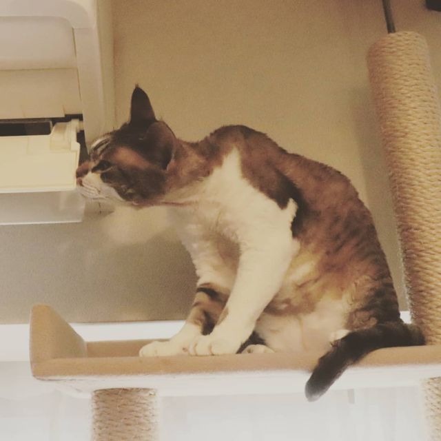 2021年8月9日(月) 今日のチョコくん🐈

おはようございます。
今朝は雲が多いですね！
チョコくんキャットタワーの最上段で遊んでます😺
エアコンの吹き出し口が気になるチョコくんのショットを(^_^)
#devonrex #デボンレックス
#sakuraquiet