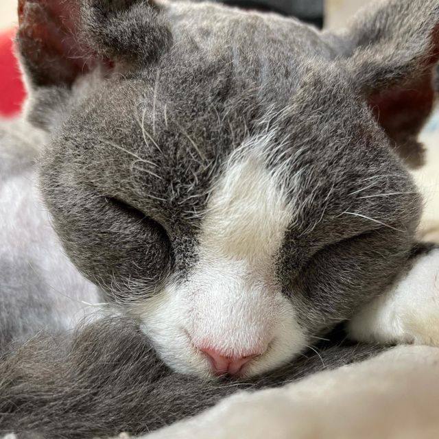 …
すやすや💤

#デボンレックス 
#Devonrex
#シンガプーラ
#Singapura
#Singapuracat
#Devonrexcat
#Девонрекс
#sakuraquiet
#100_neko
#cat
#blackcat
#blueandwhite
#catstagram
#cat_of_Instagram
#DevonrexInstagram
#DevonrexofInstagram
#mmsmilemonday 
#whitesocks
#Insta_cat
#猫
#ネコ
#ハチワレ
#フェリシモ猫部
#黒猫
#にゃんすたぐらむ
#猫のいる生活🐈‍⬛