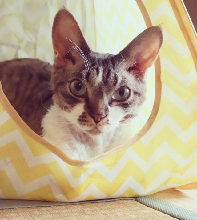 2021年8月14日(土) 今日のチョコくん🐈

おはようございます。
今日は近辺で所用を済ませて後はまったり過ごす予定です！
チョコくん今朝もパパにくっついて一緒に寝てました😺
お家で落ち着いているチョコくんのショットを(^_^)
#devonrex #デボンレックス
#sakuraquiet