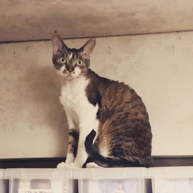 2021年8月13日(金) 今日のチョコくん🐈

おはようございます。昨日は久々にお出掛けしました😊
チョコくん今朝は甘ったれて一緒に寝てました😺
起きたら活発なチョコくんのショットを(^_^)
#devonrex #デボンレックス
#sakuraquiet