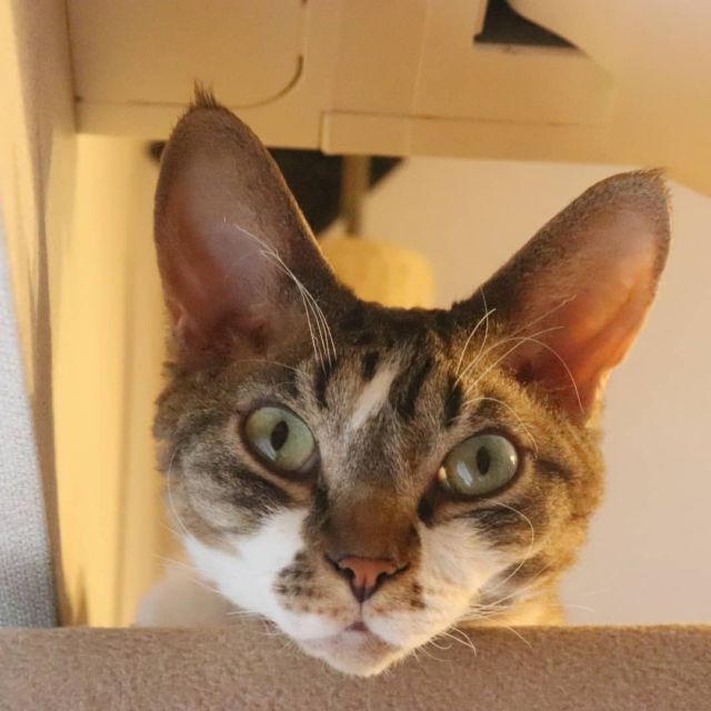 2021年8月10日(火) 今日のチョコくん🐈

こんばんは。今日は猛暑で仕事も気を付けましたね～
チョコくん今日もキャットタワーの最上段です😺
たまにアップのチョコくんのショットを(^_^)
#devonrex #デボンレックス
#sakuraquiet