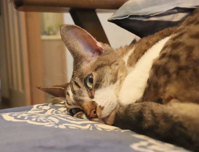 2021年8月16日(月) 今日のチョコくん🐈

おはようございます。お盆休み最終日です。
今日も涼しいですね。私ごとですが今日午後ワクチン2回目の接種です。
チョコくんも朝からやんちゃしてたんですけど、ちょっとまったりです😺
落ち着いた表情のチョコくんのショットを(^_^)
#devonrex #デボンレックス
#sakuraquiet