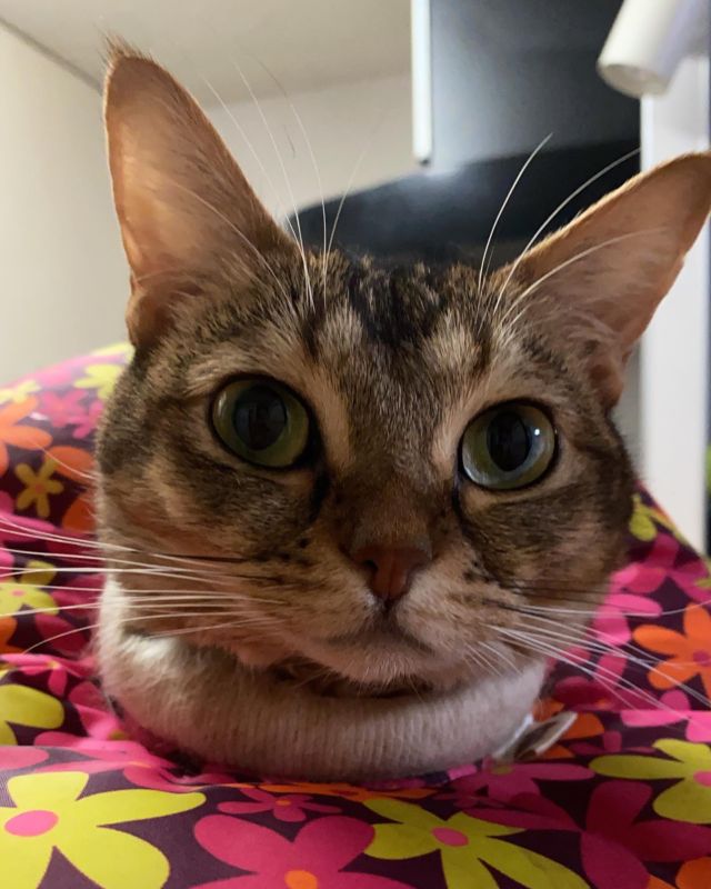 🐱
いい顔してるこうめさま。

少し前から、
なんと免疫抑制剤をがんばって飲んでます💉
シリンジで強制投与🙀

過去何度やってもヨダレで全部出しちゃって、
何なら吐き出しちゃってたんだけど、
本来0.25mlのところ、
ことらと同じ0.2mlならいけるかもと思ってまずは1トライ。

2日連続いけたので、
そのまま続けてもう少しで2週間！
奇跡！

とは言え、
入れたあと無理やり口を塞いで、
口の端からヨダレがはみ出ないようにして、
（それでも出てくるのをなんとか阻害）
少し身体を揺らしたり褒めちぎったりして、
気を逸らせてる間に、
ヨダレを飲み込ませる作戦をとってます。
（うっかりごっくん作戦）

少しは水分出ちゃうけど、薬そのままじゃないからよし。
（ということにしてる）

あーなんておりこうなのー（親バカ）
0.25mlの、
0.05ml多いだけで吐き出しちゃうから、
しばらくはこのまま続けることを頑張ろうかなと。

これで舐めハゲ無限ループから脱せるといいなぁ。

#ステロイドは半分になりました
#その分食欲は少し落ち着いたけどまだ食べてくれてる方
#こうめの体調不良
#sakuraquiet #singapuracat #devonrex #mixcat
#cat #catsofinstagram #catlife #ミックス猫
#catmovie #catvideo #ねこ動画
#ねこ #ねこ部 #ぴくねこ #ねこのきもち
#猫 #猫との暮らし #ねこ好きさんと繋がりたい 
#シンガプーラ #デボンレックス #シンガボン