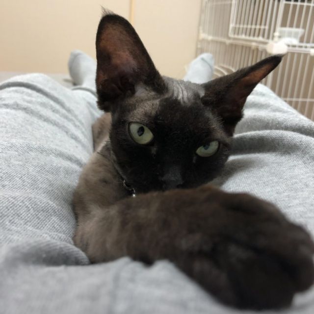 …
8月17日は
黒猫感謝の日🐈‍⬛

グリちゃん
ママの娘になってくれて
ありがとう❤︎

いつまでも
可愛い可愛い
グリ❤︎

ずっとお空から
見守っててね❤︎

#黒猫感謝の日
#デボンレックス 
#Devonrex
#シンガプーラ
#Singapura
#Singapuracat
#Devonrexcat
#Девонрекс
#sakuraquiet
#100_neko
#cat
#blackcat
#blueandwhite
#catstagram
#cat_of_Instagram
#DevonrexInstagram
#DevonrexofInstagram
#mmsmilemonday 
#whitesocks
#Insta_cat
#猫
#ネコ
#ハチワレ
#フェリシモ猫部
#黒猫
#にゃんすたぐらむ
#猫のいる生活