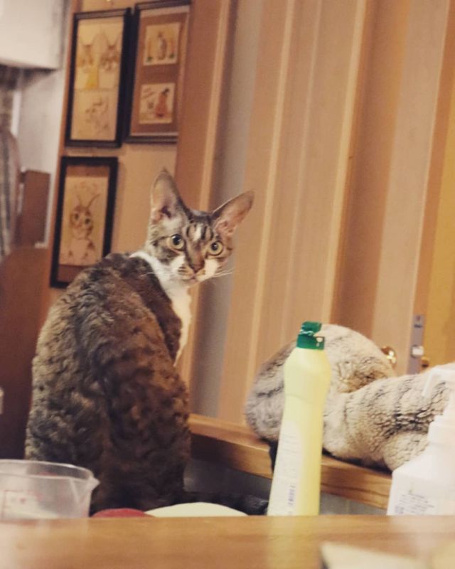 2021年8月18日(水) 今日のチョコくん🐈

こんばんは。
ワクチンの副反応は殆ど無く済みました。
チョコくん元気に走り回ってます😺
こっちを向いてくれたチョコくんのショットを(^_^)
#devonrex #デボンレックス
#sakuraquiet