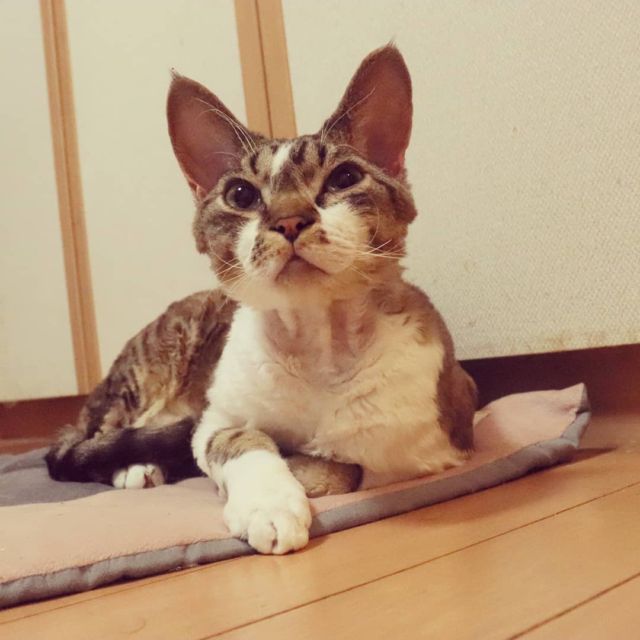 2021年8月19日(木) 今日のチョコくん🐈

こんばんは。昨日から暑さが戻りましたね💦
チョコくんは変わらず元気に遊んでました😺
いつもの場所でまったりしているチョコくんのショットを(^_^)
#devonrex #デボンレックス
#sakuraquiet