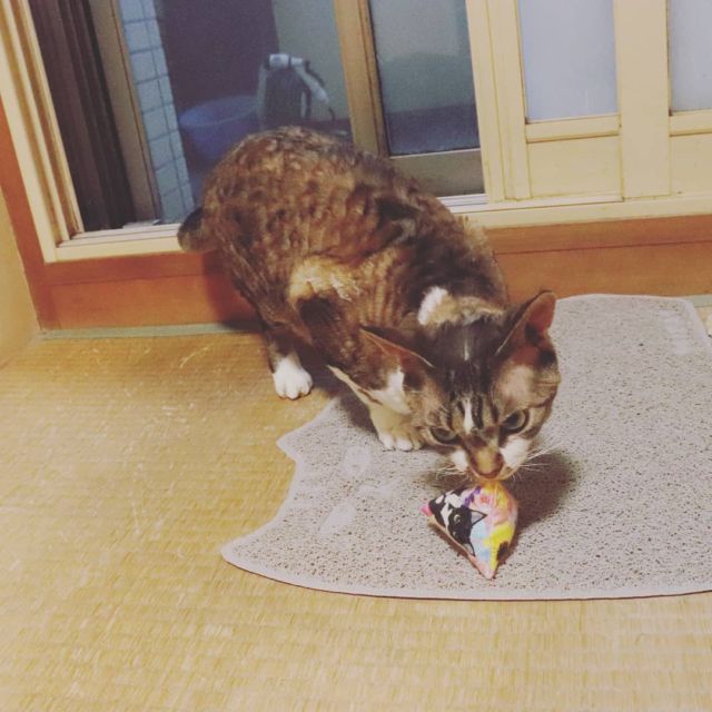 2021年8月24日(火) 今日のチョコくん🐈

こんばんは。
今日からパラリンピック始まりますね。また観てしまいそうです😅
チョコくん先日入手した、まのや☆さんのおもちゃで元気に遊んでました😺
愉しそうなチョコくんのショットを(^_^)
#devonrex #デボンレックス
#sakuraquiet