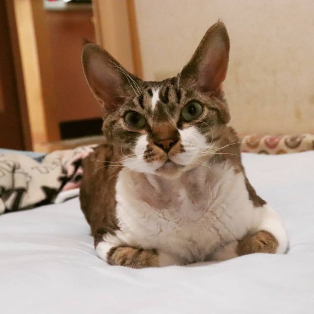 2021年8月29日(日) 今日のチョコくん🐈

おはようございます。
今朝はちょっとゆっくり目に置きました😊
チョコくんもまったり😺
リラックス中のチョコくんのショットを(^_^)
#devonrex #デボンレックス
#sakuraquiet