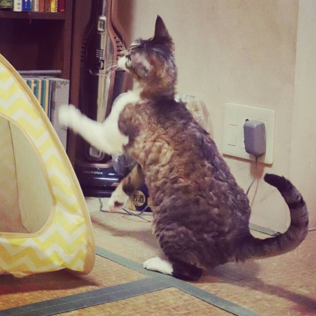 2021年8月26日(木) 今日のチョコくん🐈

こんばんは。
昨日はアップ出来なかったので写真撮りました～😅
チョコくん玩具で遊んでます😺
頑張ってるチョコくんのショットを(^_^)
#devonrex #デボンレックス
#sakuraquiet