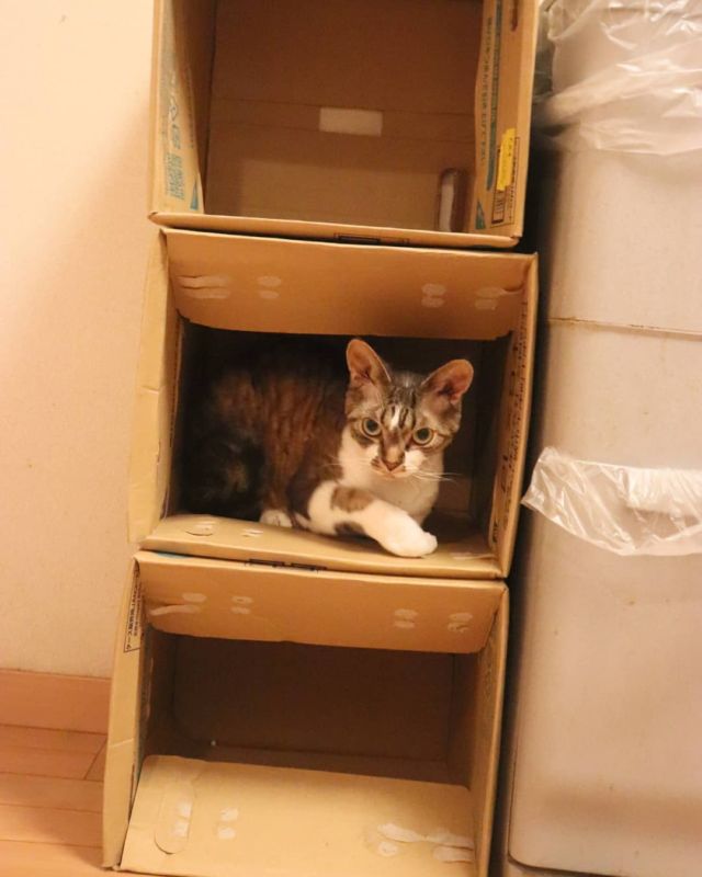 2021年8月31日(火) 今日のチョコくん🐈

おはようございます。
珍しく平日朝のアップになりました😊
チョコくんマンションの住民？😺
ここでまったりのチョコくんのショットを(^_^)
#devonrex #デボンレックス
#sakuraquiet