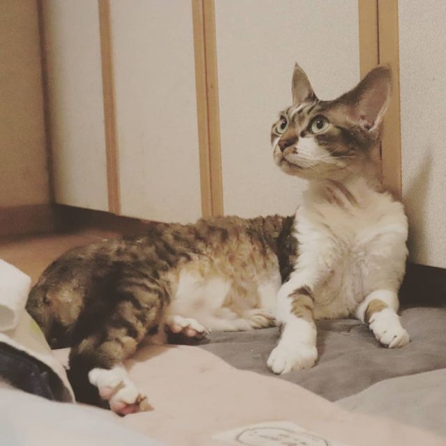 2021年9月2日(木) 今日のチョコくん🐈

おはようございます。今日も宜しくお願いします。
今朝はもう秋ですね～涼しいです😊
チョコくん朝からまったりです😺
何か気になる？チョコくんのショットを(^_^)
#devonrex #デボンレックス
#sakuraquiet