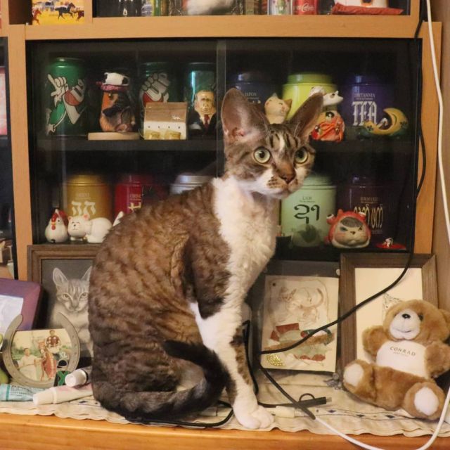2021年9月5日(日) 今日のチョコくん🐈

おはようございます。
今朝もまだ降ってますね～💦
チョコくんうろうろ、作家さんの猫グッズの棚の前で一呼吸してます😺
今朝も活発なチョコくんのショットを(^_^)
#devonrex #デボンレックス
#sakuraquiet