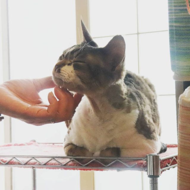 2021年9月6日(月) 今日のチョコくん🐈

おはようございます。今週も宜しくお願いします。
チョコくん夜中ずっとくっついてきて寝不足状態です～(笑)
チョコくん甘ったれてます😺
気持ちよさそうなチョコくんのショットを(^_^)
#devonrex #デボンレックス
#sakuraquiet
