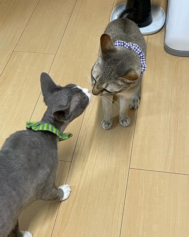 …
毎度々
小競り合いばかりの
兄弟ですが
こんな場面も一瞬
あるのです❤︎

#デボンレックス 
#Devonrex
#シンガプーラ
#Singapura
#Singapuracat
#Devonrexcat
#Девонрекс
#sakuraquiet
#100_neko
#cat
#blackcat
#blueandwhite
#catstagram
#cat_of_Instagram
#DevonrexInstagram
#DevonrexofInstagram
#mmsmilemonday 
#whitesocks
#Insta_cat
#猫
#ネコ
#ハチワレ
#フェリシモ猫部
#黒猫
#にゃんすたぐらむ
#猫のいる生活