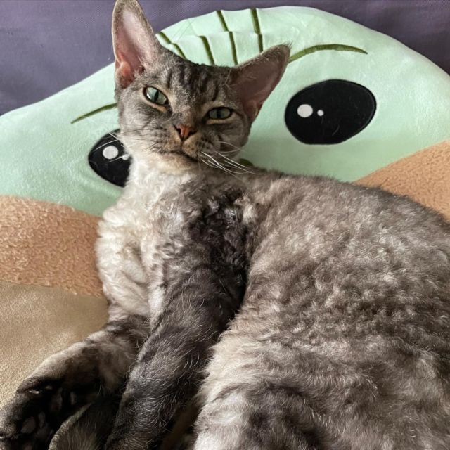 **
近ごろ
ベイビーヨーダの上が
お気に入り
**
#devonrex #デボンレックス #cat #catlovers #catstagram  #WE_LOVE_CATS #catstagram_japan #catsofinstagram #catmyboss #ねこ部 #ねこ #猫 #ネコ #simon #シモンくん #シモン #シルバーマッカレルタビー #sakuraquiet #神だし