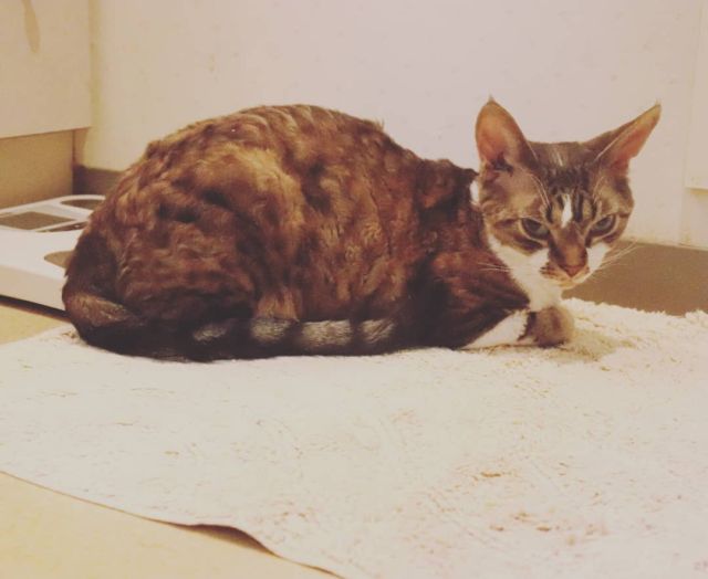 2021年9月10日(金) 今日のチョコくん🐈

おはようございます。
久々に晴れて暑くなりそうですね。
気が付いたらチョコくん夜中一緒に寝てました😺
今朝はバスマットでくつろぐチョコくんのショットを(^_^)
#devonrex #デボンレックス
#sakuraquiet