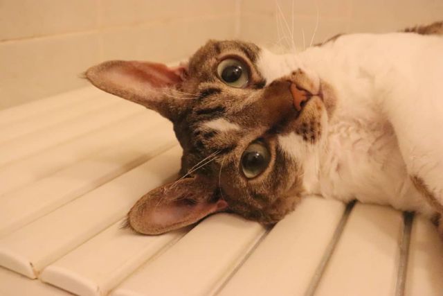 2021年9月12日(日) 今日のチョコくん🐈

おはようございます。
今朝も曇ってますね。
チョコくん朝からご機嫌です😺
先程までお馴染みの場所でくつろいでたチョコくんのショットを(^_^)
#devonrex #デボンレックス
#sakuraquiet