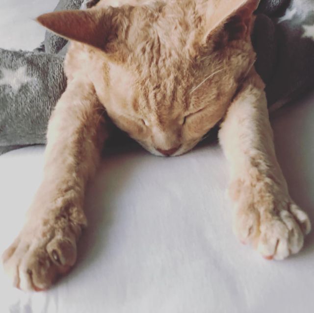 .
爆睡中.
.
#バンザイ寝 #見てるだけで眠くなる #devonrex #デボンレックス #sakuraquiet #ヒャクパーセントネコ #devonrexlover #devonrexofinstagram #catsofinstagram #cats_of_instagram #instacat #catlover #ねこは人を笑顔にする #猫のいる暮らし #猫と暮らす幸せ #健康ニャン友 #peppyフォト部 #meow #cat #猫 #lani #ペコねこ部 #rakutenpet #nyancon01 #猫カレンダー2023参加したい #病気のみんにゃが元気になりますように🍀#ヲカシ猫に描かれ隊
#devonrex_lani
2021-09-12