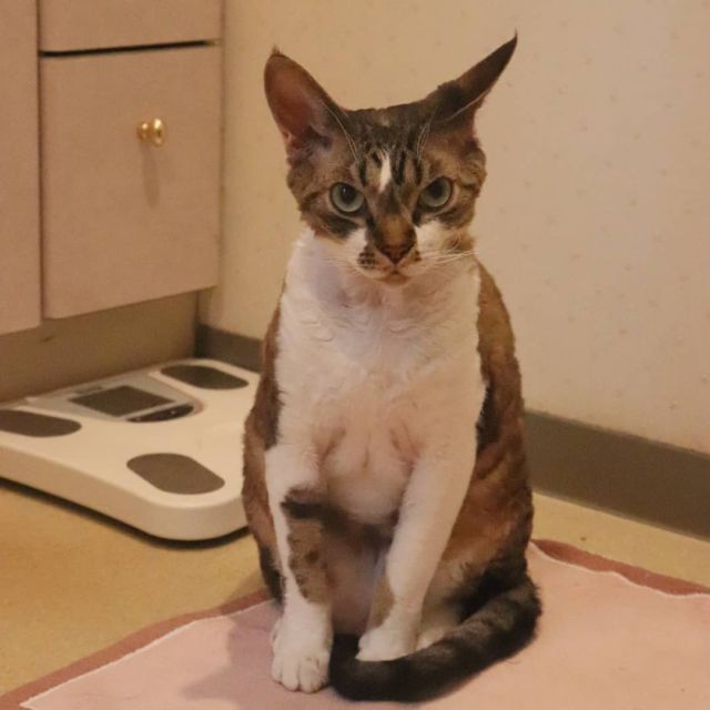 2021年9月15日(水) 今日のチョコくん🐈

おはようございます。
今日も昼間はちょっと忙しくなりそうです。
チョコくんは朝から走り回ってますよ～😺
バスマットの上で小休止しているチョコくんのショットを(^_^)
#devonrex #デボンレックス
#sakuraquiet