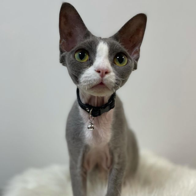…
お目々キラキラ✨

#めくちょ王子
#デボンレックス 
#Devonrex
#シンガプーラ
#Singapura
#Singapuracat
#Devonrexcat
#Девонрекс
#sakuraquiet
#100_neko
#cat
#blackcat
#blueandwhite
#catstagram
#cat_of_Instagram
#DevonrexInstagram
#DevonrexofInstagram
#mmsmilemonday 
#whitesocks
#Insta_cat
#猫
#ネコ
#ハチワレ
#フェリシモ猫部
#黒猫
#にゃんすたぐらむ
#猫のいる生活🐈‍⬛