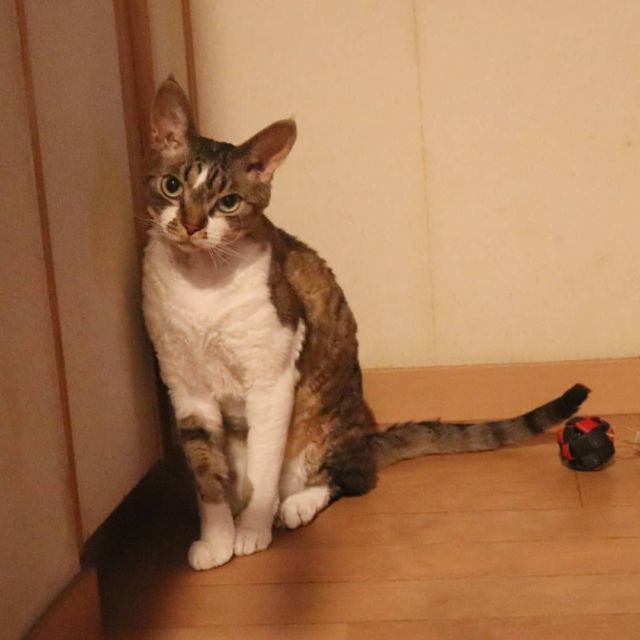 2021年9月13日(月) 今日のチョコくん🐈

おはようございます。今週も宜しくお願いします。
しばらくどんよりした天気多そうですね。
チョコくんはは相変わらずご機嫌です😺
マイペースで遊ぶチョコくんのショットを(^_^)
#devonrex #デボンレックス
#sakuraquiet