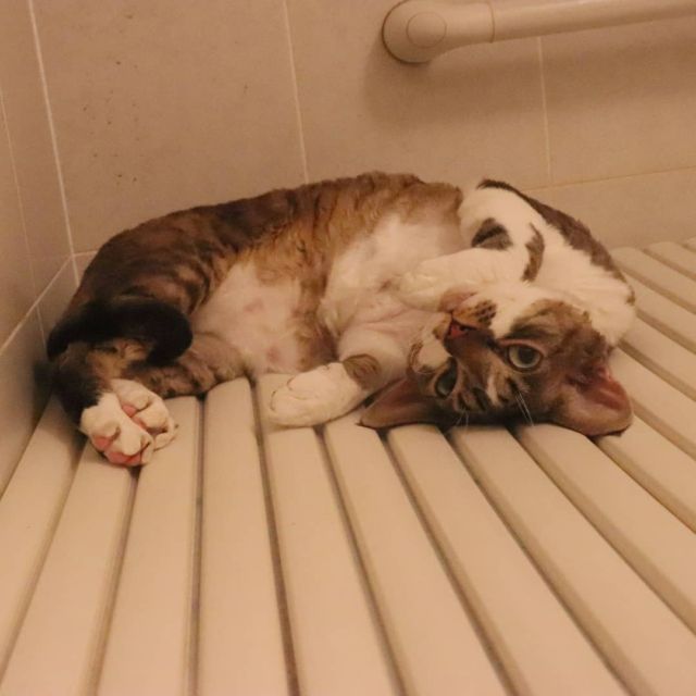 2021年9月16日(木) 今日のチョコくん🐈

おはようございます。
少し明るい朝となりましたね。
チョコくんは夕べは何処で寝てたんだろう😺
いつの間にかここでくつろいでたチョコくんのショットを(^_^)
#devonrex #デボンレックス
#sakuraquiet