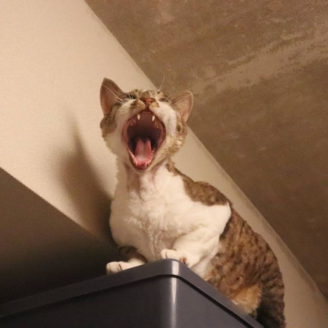 2021年9月18日(土) 今日のチョコくん🐈

おはようございます。
大雨です💦
それでも外出予定です。
チョコくんはあちこちウロウロ😺
天井近くで大あくびのチョコくんのショットを(^_^)
#devonrex #デボンレックス
#sakuraquiet