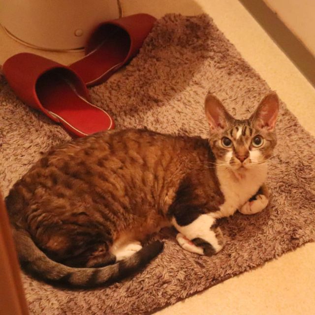 2021年9月19日(日) 今日のチョコくん🐈

おはようございます。
ようやく晴れましたね！
今日は散髪してから少しお出掛けしてきます😊
チョコくんやられました～😺
なぜか敷物と色合いバッチリのチョコくんのショットを(^_^)
#devonrex #デボンレックス
#sakuraquiet