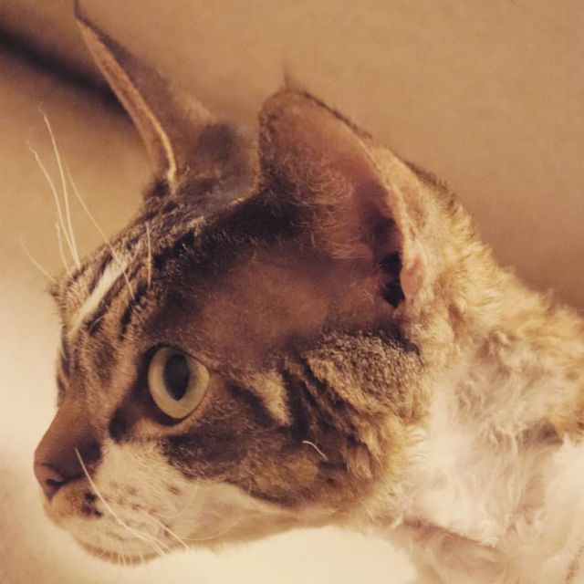 2021年9月20日(月) 今日のチョコくん🐈

おはようございます。
良い天気になりました！
今日連休最終日はまったりかな😊
チョコくん嬉しいでしょうね😺
たまにアップのチョコくんのショットを(^_^)
#devonrex #デボンレックス
#sakuraquiet