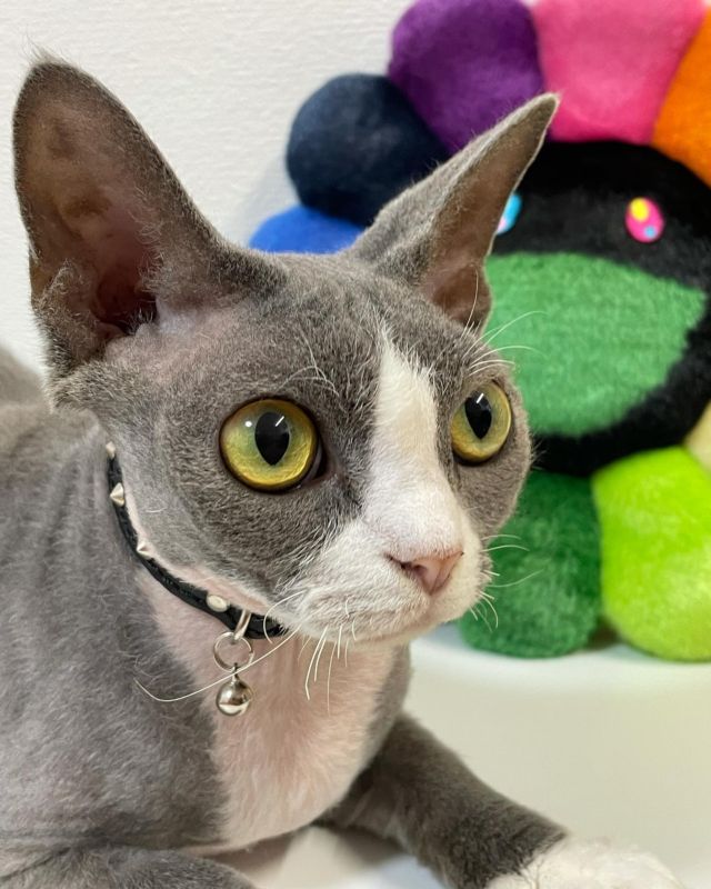 …
明日から
またお仕事だぁ〜😩
君たちお留守番
お願いしますよ！

#デボンレックス 
#Devonrex
#シンガプーラ
#Singapura
#Singapuracat
#Devonrexcat
#Девонрекс
#sakuraquiet
#100_neko
#cat
#blackcat
#blueandwhite
#catstagram
#cat_of_Instagram
#DevonrexInstagram
#DevonrexofInstagram
#mmsmilemonday 
#whitesocks
#Insta_cat
#猫
#ネコ
#ハチワレ
#フェリシモ猫部
#黒猫
#にゃんすたぐらむ
#猫のいる生活🐈‍⬛