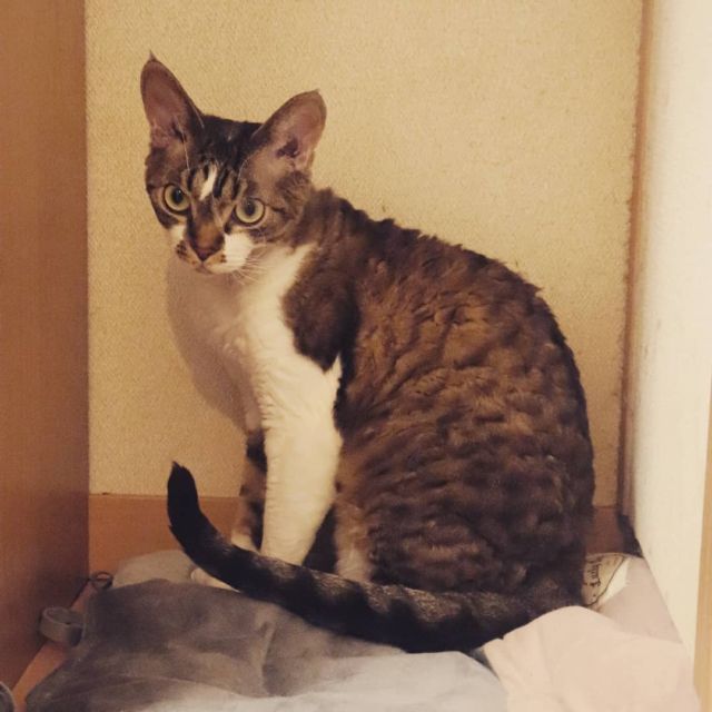 2021年9月21日(火) 今日のチョコくん🐈

おはようございます。
今日はお仕事です！
朝からチョコくん走り回って撮影苦慮しました😺
ちょっと小休止したチョコくんのショットを(^_^)
#devonrex #デボンレックス
#sakuraquiet