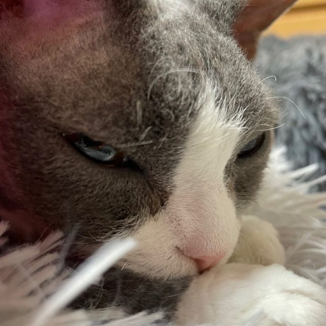 …
暖房入れたよ❤︎

#寒暖差についていけない
#デボンレックス 
#Devonrex
#シンガプーラ
#Singapura
#Singapuracat
#Devonrexcat
#Девонрекс
#sakuraquiet
#100_neko
#cat
#blackcat
#blueandwhite
#catstagram
#cat_of_Instagram
#DevonrexInstagram
#DevonrexofInstagram
#mmsmilemonday 
#whitesocks
#Insta_cat
#猫
#ネコ
#ハチワレ
#フェリシモ猫部
#黒猫
#にゃんすたぐらむ
#猫のいる生活🐈‍⬛