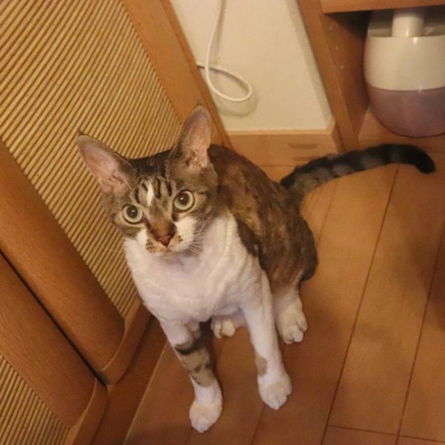 2021年9月24日(金) 今日のチョコくん🐈

おはようございます。
雲が多い朝ですね！
チョコくん走り回ってました😺
ちょうど見上げたチョコくんのショットを(^_^)
#devonrex #デボンレックス
#sakuraquiet