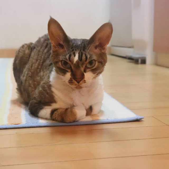 2021年9月26日(日) 今日のチョコくん🐈

おはようございます。
夕べは飲んで早く寝てしまいました🍶
チョコは夜中寝室を出たり入ったりしてたようです😺
今朝はここでちょっとまったりチョコくんのショットを(^_^)
#devonrex #デボンレックス
#sakuraquiet