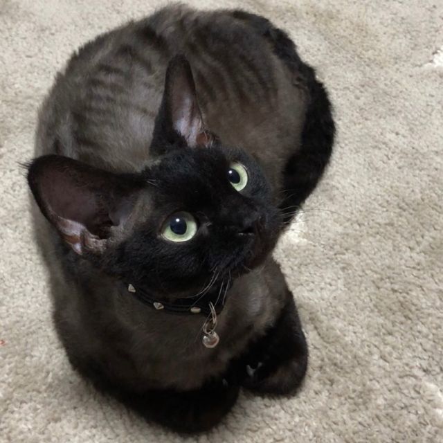 …
9月27日
今日はグリちゃんの命日。
お空に行ってしまってから
もう1年経ちました。

虹組のお友にゃちと
仲良くしてますか？

グリちゃんとの生活は
ママの事をとても幸せに
してくれました。

うちの子になってくれて
ありがとう❤︎
自慢の娘❤︎
またね、グリちゃん❤︎

#デボンレックス 
#Devonrex
#シンガプーラ
#Singapura
#Singapuracat
#Devonrexcat
#Девонрекс
#sakuraquiet
#100_neko
#cat
#blackcat
#blueandwhite
#catstagram
#cat_of_Instagram
#DevonrexInstagram
#DevonrexofInstagram
#mmsmilemonday 
#whitesocks
#Insta_cat
#猫
#ネコ
#ハチワレ
#フェリシモ猫部
#黒猫
#にゃんすたぐらむ
#猫のいる生活🐈‍⬛