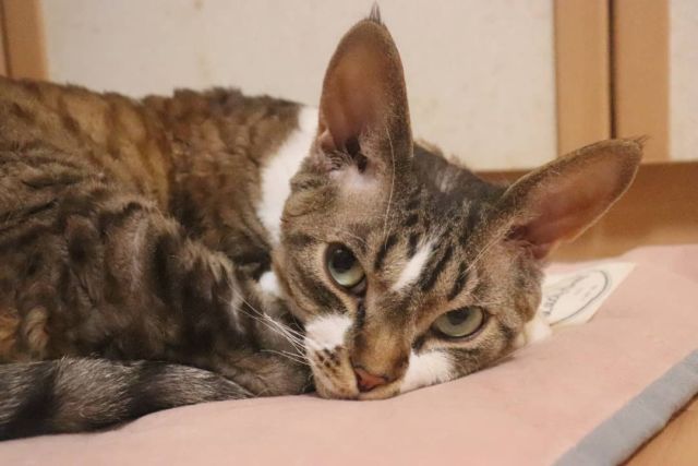 2021年9月29日(水) 今日のチョコくん🐈

おはようございます。
夕べはタオルケットの中で寝てました😺
やっぱり涼しいのかな⁉️
目覚めるとここでまったりしてるチョコくんのショットを(^_^)
#devonrex #デボンレックス
#sakuraquiet