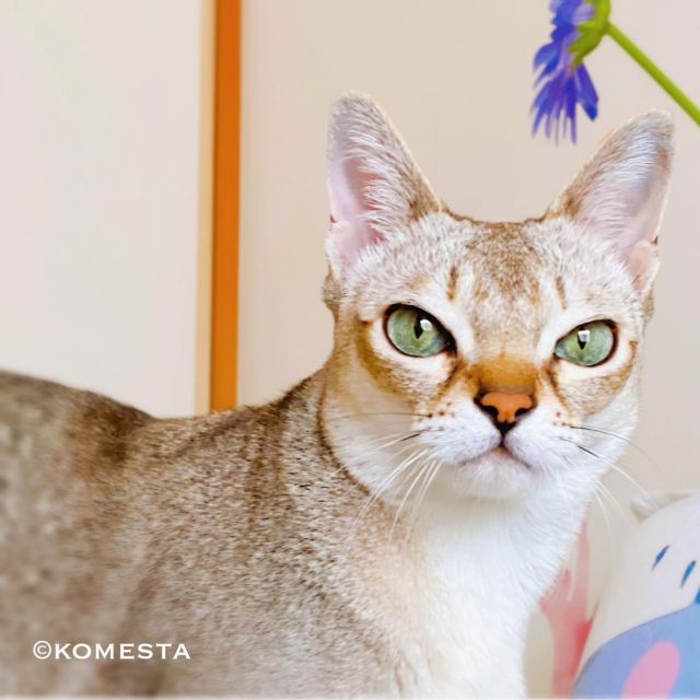 こまめにゃよ。
お誕生日とかどうでもいいにゃけど
ご馳走は欲しかったにゃ。
週末期待してるにゃ😿
6歳になったにゃ。

みんにゃDMありがとうにゃ。

#猫 #ねこ #ネコ #シンガプーラ #ニャンコ 
#にゃんすたぐらむ #ねこのいる暮らし
#ペコねこ部 #ねこ部
#ねこスタグラム #ねこ好き #シンガ部
#猫好き #猫好きさんと繋がりたい
#黒シンガ #ニャンスタグラマー
#sippoストーリー
#instacat
#singapuracat #komamesta #sakuraquiet
#猫ねこ部にゃんすたぐらまー