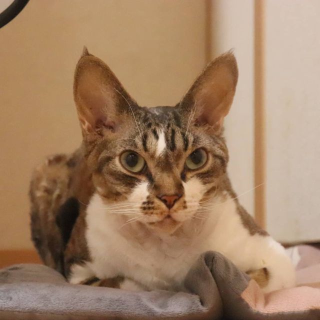2021年9月27日(月) 今日のチョコくん🐈

おはようございます。今週も宜しくお願いします。
涼しいですね。夕べは少し暖房入れました。チョコが寒いかな～と思って。やっぱり夜中寝室に居ましたね😺
今朝はここに居るチョコくんのショットを(^_^)
#devonrex #デボンレックス
#sakuraquiet
