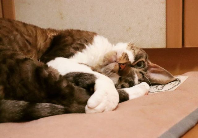 2021年9月30日(木) 今日のチョコくん🐈

おはようございます。
朝晩涼しいですね‼️
チョコくんよくくっついてきます😺
まだ眠そうなチョコくんのショットを(^_^)
#devonrex #デボンレックス
#sakuraquiet