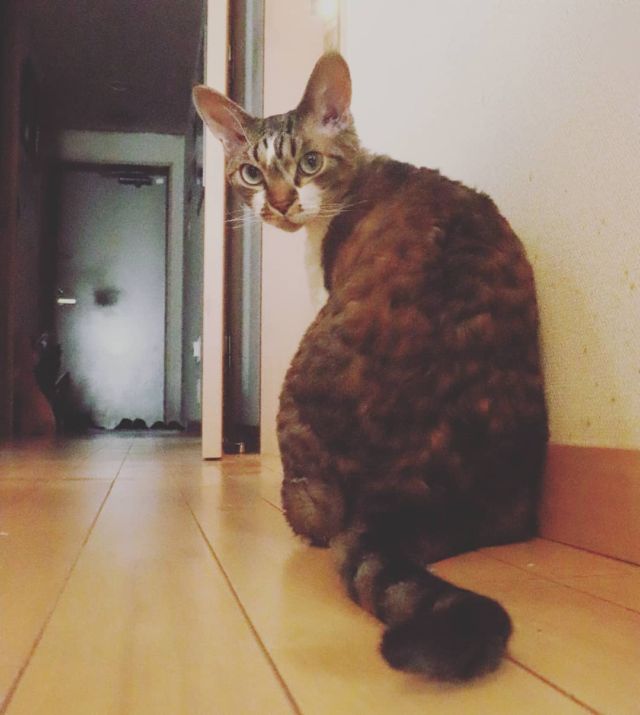 2021年10月2日(土) 今日のチョコくん🐈

おはようございます。
台風一過でピーカンです。真夏日になりそうですね‼️
チョコくん今朝も足の間に来てくっついて寝てました😺
振り向いてくれたチョコくんのショットを(^_^)
#devonrex #デボンレックス
#sakuraquiet