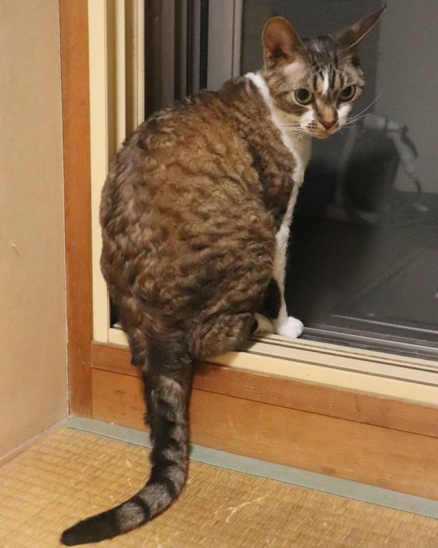 2021年10月1日(金) 今日のチョコくん🐈

おはようございます。10月も宜しくお願いします。
台風の影響心配ですね‼️
今日は休みを取れたので少し出歩こうと思います。
チョコくん夜中くっついて寝てました😺
天気が気になる？チョコくんのショットを(^_^)
#devonrex #デボンレックス
#sakuraquiet