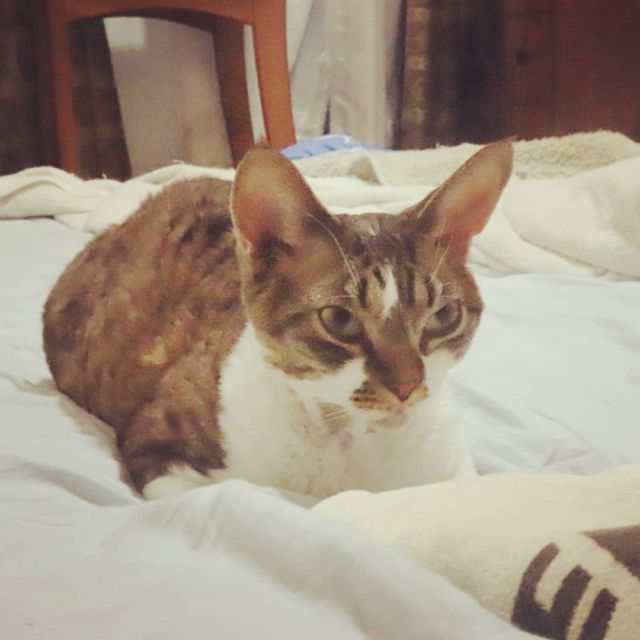 2021年10月4日(月) 今日のチョコくん🐈

おはようございます。今週も宜しくお願いします。
仕事も時短やめて通常営業になります。
チョコくん夜中ずっと居ましたよ～😺
布団でまったりしているチョコくんのショットを(^_^)
#devonrex #デボンレックス
#sakuraquiet