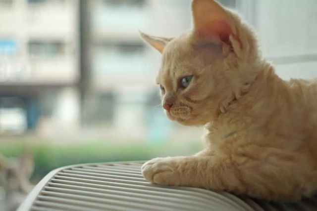 子猫の横顔✨

#devonrex 
#sakuraquiet 
#cat