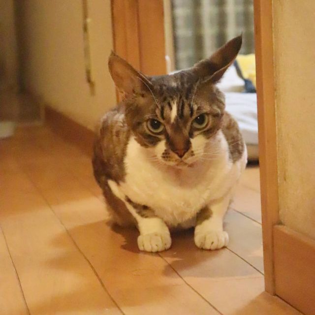 2021年10月3日(火) 今日のチョコくん🐈

おはようございます。
FBとインスタ調子悪かったですね。もう大丈夫なのかな？
チョコくん夜中ずっとくっついてました😺
そろそろ活動開始のチョコくんのショットを(^_^)
#devonrex #デボンレックス
#sakuraquiet