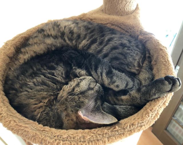 今日も暑い〜💦アンモニャイト見つけました😽💤
*
*
2021-10-05
#アンモニャイト #お昼寝 #アラン #デボンレックス #猫 #ねこ #猫好きさんと繋がりたい #ねこのいる暮らし #ねこのきもち #ヒャクパーセントネコ #devonrex #cat #tabby #mackereltabby #allant #sakuraquiet #ねこは人を笑顔にする #curognacmodels