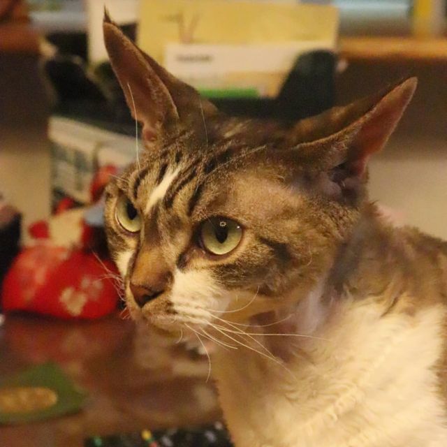 2021年10月4日(水) 今日のチョコくん🐈

おはようございます。
青森で地震があったようです。大丈夫でしたかね。ちょっと心配してます。
チョコくん朝方一緒に寝てました😺
アップのチョコくんのショットを(^_^)
#devonrex #デボンレックス
#sakuraquiet