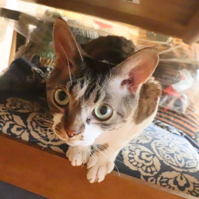 2021年10月3日(日) 今日のチョコくん🐈

おはようございます。
今朝も青空ですね‼️
チョコくん朝から走り回ってます😺
ちょっとかくれんぼのチョコくんのショットを(^_^)
#devonrex #デボンレックス
#sakuraquiet
